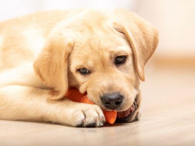 Yellow labrador retriever puppy biting in colored dog toy.