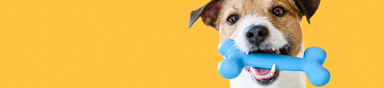 Jack Russell Terrier dog with toy bone