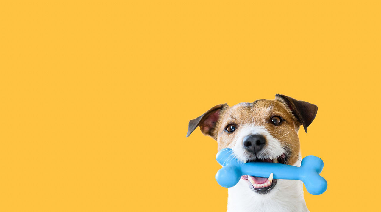 Dog and Pet Toys Made our of TPEs and other plastic material