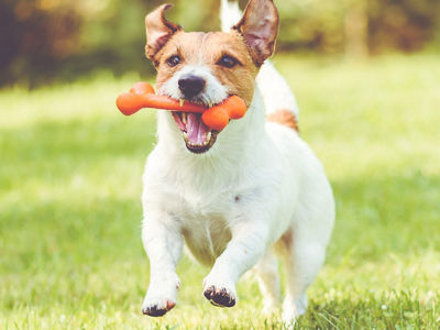 Dog running on grass while chewing an orange pet toy, representing durable TPE materials used in dog toy applications.